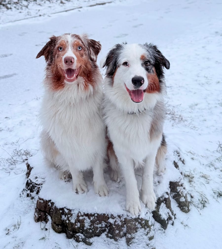 Zwei Hunde sitzen glücklich im Schnee